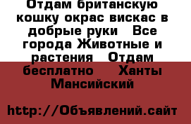 Отдам британскую кошку окрас вискас в добрые руки - Все города Животные и растения » Отдам бесплатно   . Ханты-Мансийский